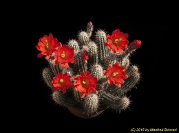 Echinocereus huitcholensis 578